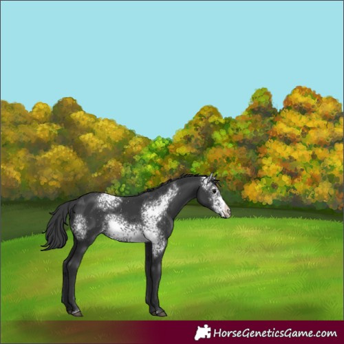 Horse Color:White Spotted Black Rabicano 