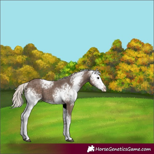 Horse Color:White Spotted Silver Black 