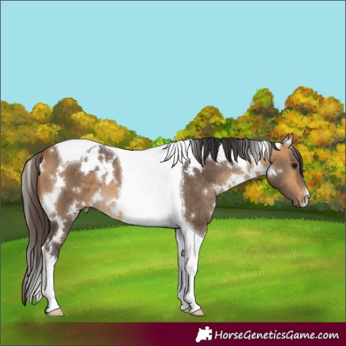 Horse Color:White Spotted Buckskin Tobiano 