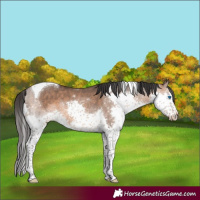 Horse Color:Brown Dun Splash Tobiano 