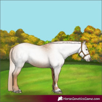 Horse Color:Gray Gold Champagne 