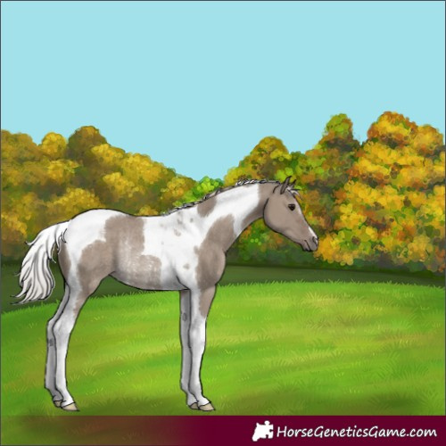Horse Color:Silver Grullo Tobiano Rabicano 
