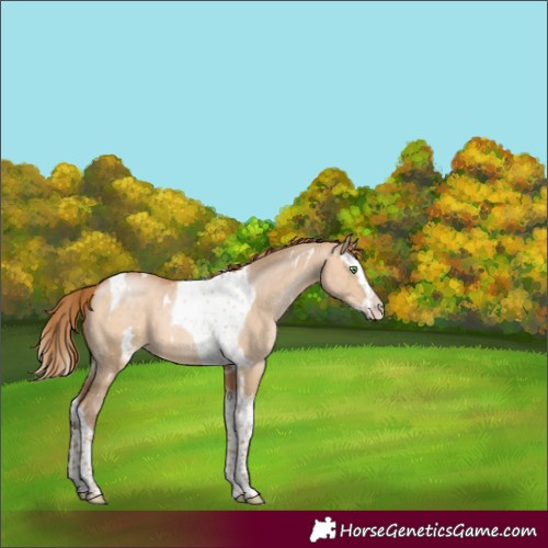Horse Color:White Spotted Bay Pearl Dun Splash Tobiano 