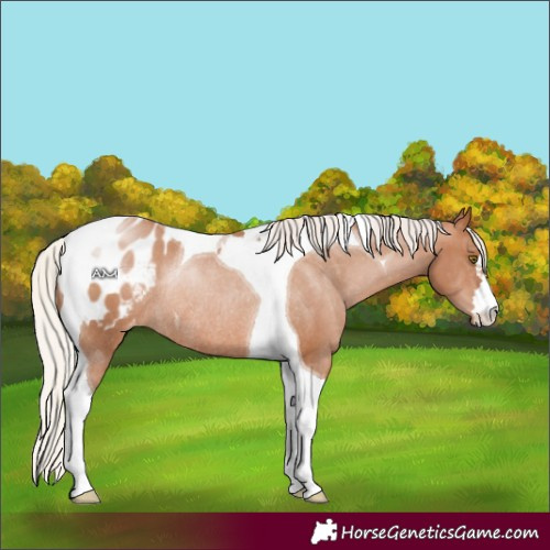 Horse Color:Silver Brown Snowdrop Pearl Tobiano Blanket Rabicano