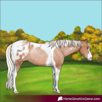 Horse Color:Silver Brown Pearl Tobiano Appaloosa Rabicano