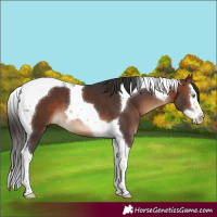 Horse Color:Brown Splash Tobiano 