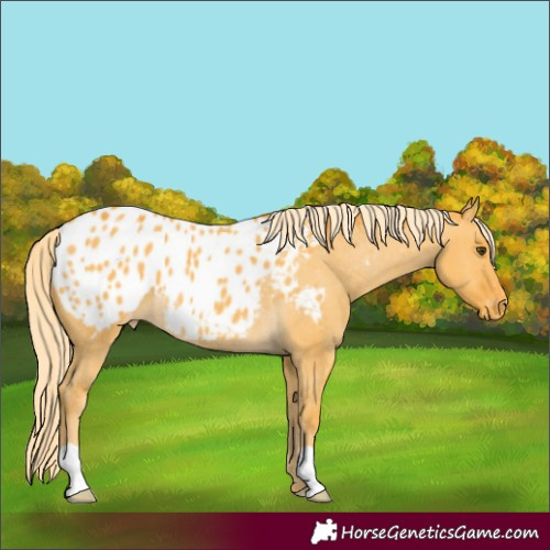 Horse Color:Palomino Dun Appaloosa 