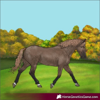 Horse Color:Liver Red Dun Rabicano 