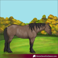 Horse Color:Liver Red Dun Rabicano 
