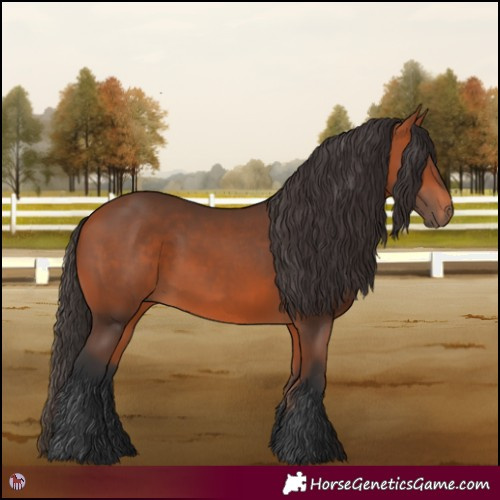 Horse Color:Bay 