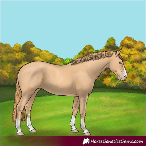 Horse Color:Gold Champagne 