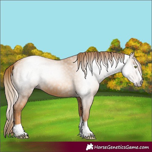Horse Color:Gray Gold Champagne