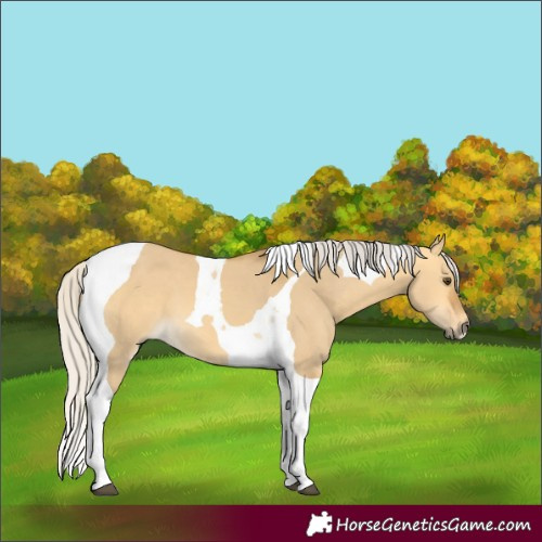 Horse Color:Silver Buckskin Dun Tobiano 