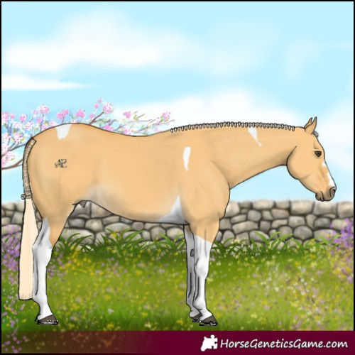 Horse Color:Palomino Dun Tobiano 