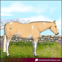 Horse Color:Palomino Dun Tobiano 