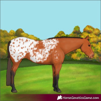 Horse Color:Bay Appaloosa 