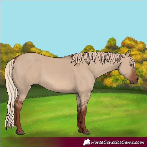 Horse Color:Red Dun 