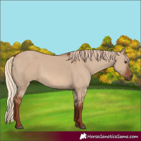 Horse Color:Red Dun 