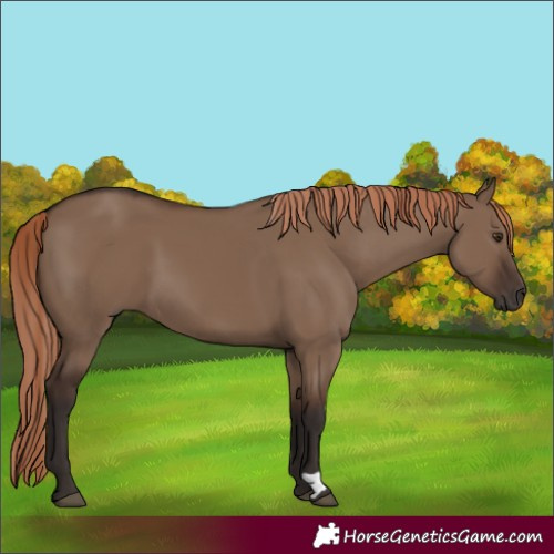 Horse Color:Liver Red Dun 