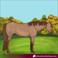 Horse Color:Red Dun