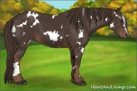 Horse Color:White Spotted Liver Chestnut 