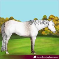 Horse Color:Gray Amber Champagne 