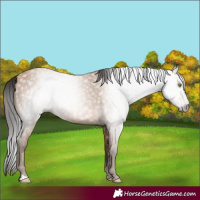 Horse Color:Gray Amber Champagne