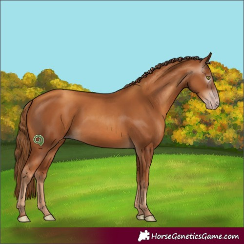 Horse Color:Gray Gold Champagne