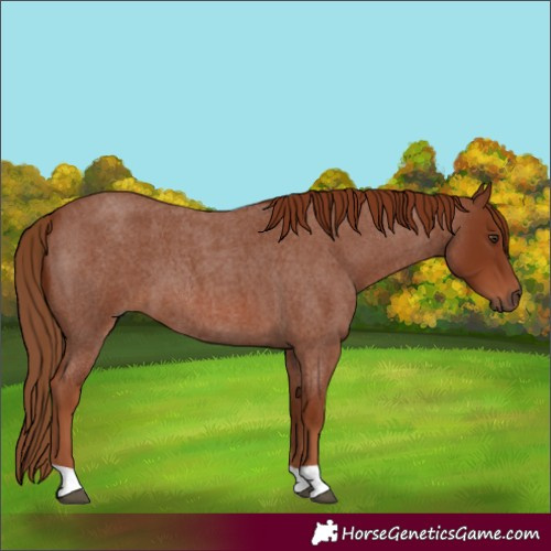 Horse Color:Red Roan