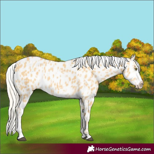 Horse Color:Palomino Near Leopard and Palomino Near Leopard