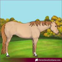 Horse Color:Red Dun 