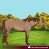 Horse Color:Red Dun 