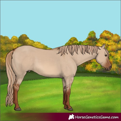 Horse Color:Red Dun 
