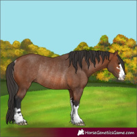 Horse Color:Bay Rabicano