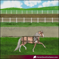 Horse Color:White Spotted Gold Champagne Mushroom 