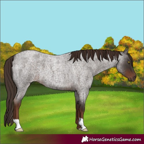 Horse Color:Liver Red Roan