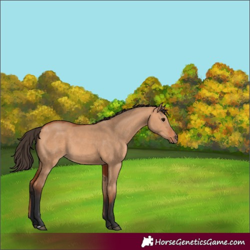 Horse Color:Unknown 