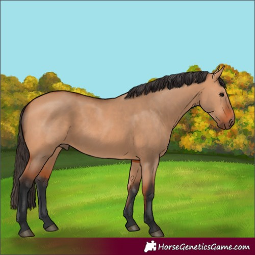 Horse Color:Bay Dun