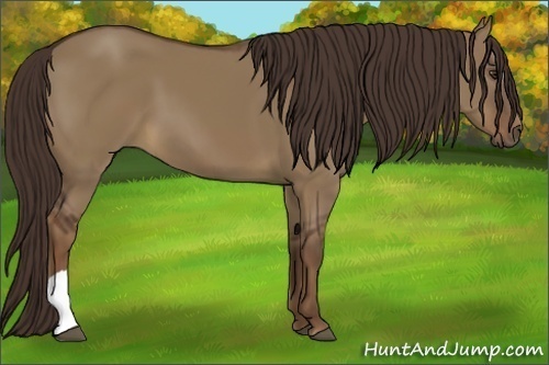 Horse Color:Liver Red Dun 
