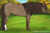 Horse Color:Liver Red Dun 