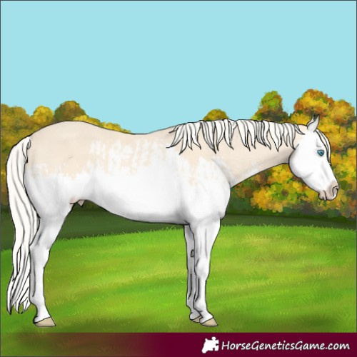 Horse Color:Cremello Splash  and Cremello Splash 