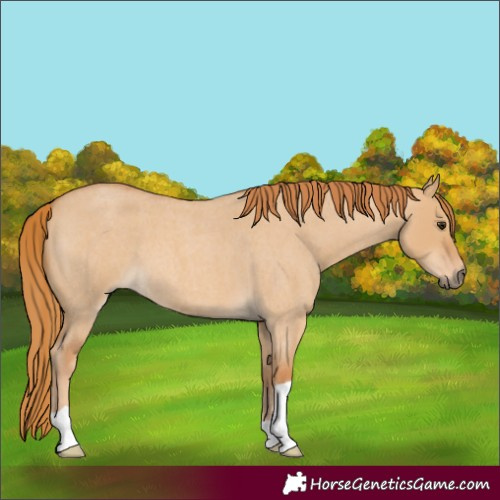Horse Color:Red Dun Roan