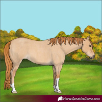Horse Color:Red Dun Roan
