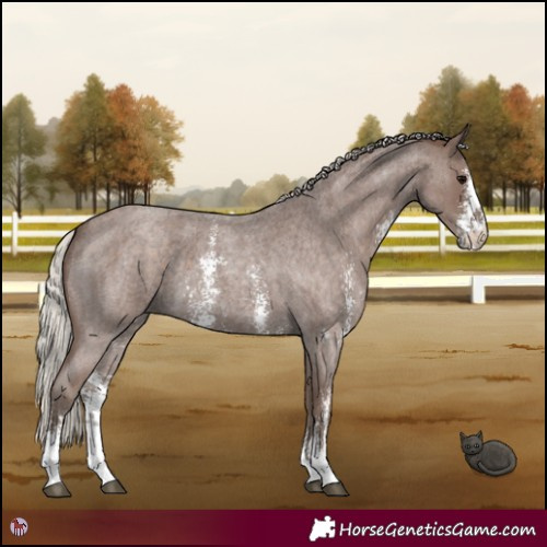 Horse Color:Silver Blue Roan Sabino 
