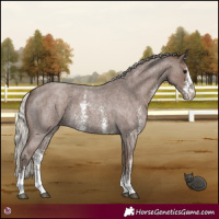 Horse Color:Silver Blue Roan Sabino 
