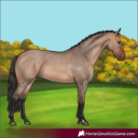 Horse Color:Bay Roan Dun 