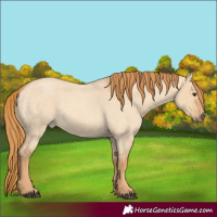 Horse Color:Red Dun Roan