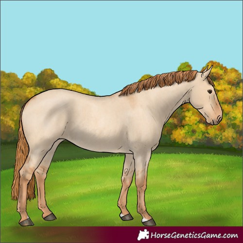 Horse Color:Red Dun Roan 