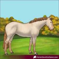Horse Color:Red Dun Roan 