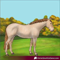 Horse Color:Red Dun Roan